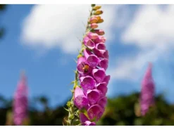 Digitalis Purpurea Roter Fingerhut Ca. 9x9 cm Topf