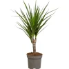 Drachenbaum Höhe ca. 115 cm Topf-Ø 24 cm Dracaena marginata