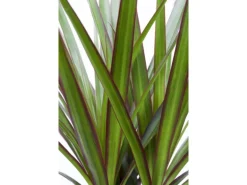 Drachenbaum Höhe ca. 115 cm Topf-Ø 24 cm Dracaena marginata