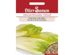 Dürr Samen Chicoree Brüsseler Witloof Saatgut