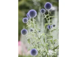 Echinops Ritro Kugeldistel Ca. 9x9 cm Topf