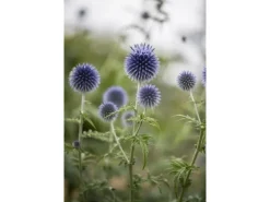 Echinops Ritro Kugeldistel Ca. 9x9 cm Topf