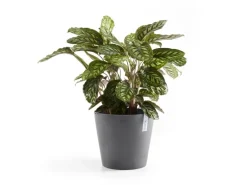 Ecopots Pflanztopf Amsterdam Ø 40 cm x 35 cm Grau