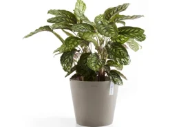 Ecopots Pflanztopf Amsterdam Braungrau 40 cm