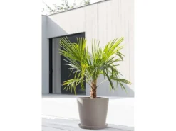 Ecopots Pflanztopf Amsterdam Braungrau 40 cm