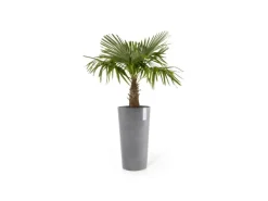Ecopots Pflanztopf Amsterdam Halbhoch Grau 34 cm x 66 cm