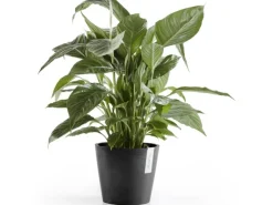 Ecopots Pflanztopf Amsterdam Dunkelgrau 20 cm