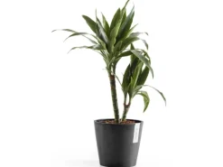 Ecopots Pflanztopf Amsterdam Dunkelgrau 20 cm