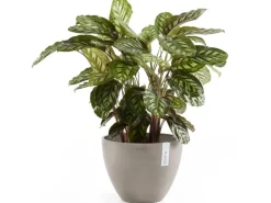 Ecopots Pflanztopf Antwerp Braungrau 50 cm