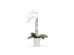 Ecopots Pflanztopf Morinda Weiß 17 cm x 19,2 cm