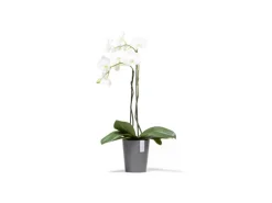 Ecopots Pflanztopf Morinda Grau 17 cm x 19,2 cm