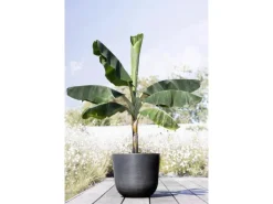 Ecopots Pflanztopf Oslo Dunkelgrau 45 cm x 39,2 cm