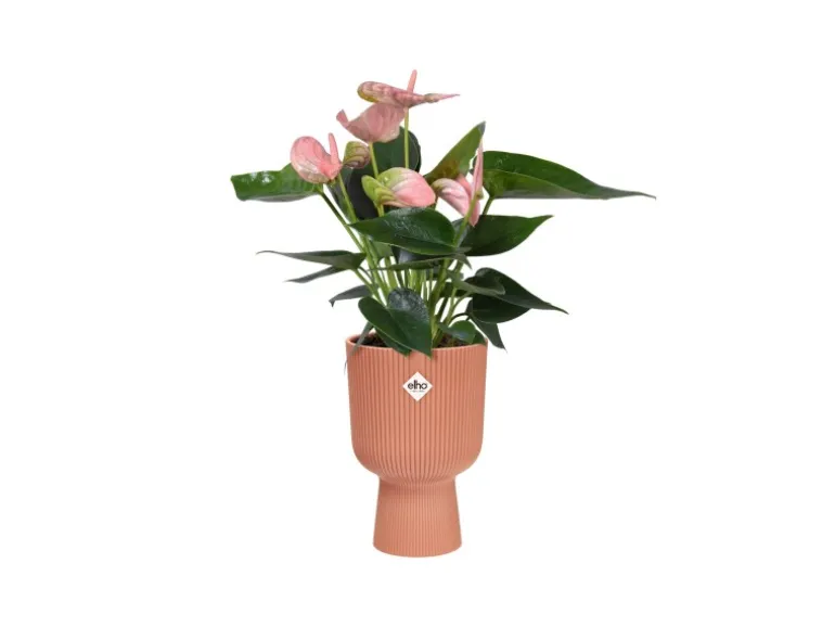 Elho Übertopf Vibes Fold Coupe 14 cm x 13,9 cm x 21 cm Zartrosa