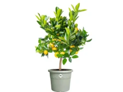 Elho Blumentopf Algarve Cilindro Ø 35 cm x 29 cm Grün