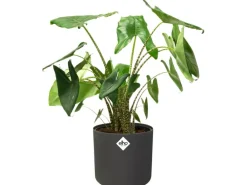 Elho Blumentopf B.For Soft Rund Ø 13,8 cm Anthrazit