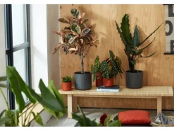 Elho Blumentopf B.For Soft Rund Ø 13,8 cm Anthrazit