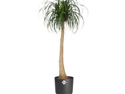 Elho Blumentopf B.For Soft Rund Ø 29,5 cm Anthrazit