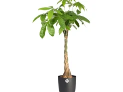 Elho Blumentopf B.For Soft Rund Ø 18,3 cm Anthrazit