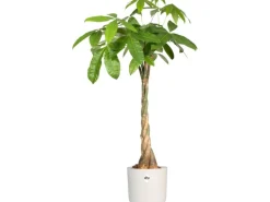 Elho Blumentopf B.For Soft Rund Ø 18,3 cm Weiß