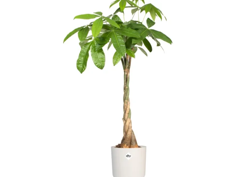 Elho Blumentopf B.For Soft Rund Ø 16 cm Weiß