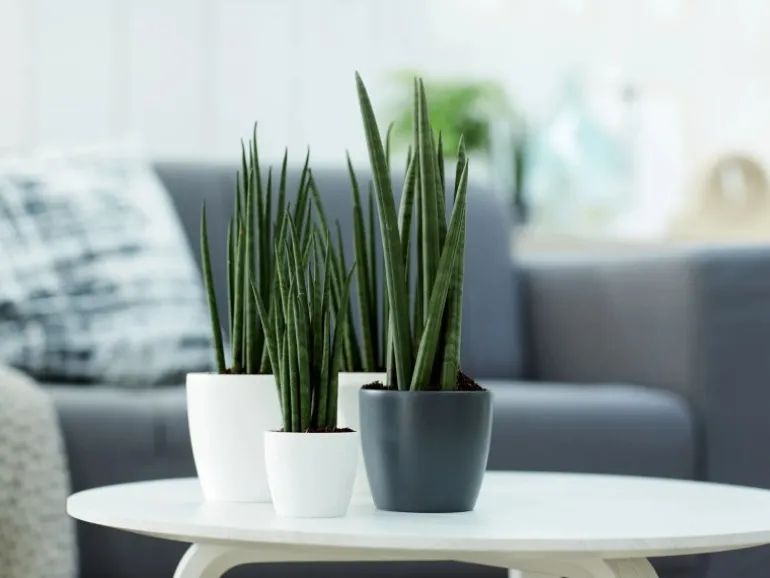 Elho Blumentopf Brussels Rund Mini Ø 10,5 weiß