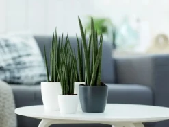 Elho Blumentopf Brussels Rund Mini Ø 10,5  anthrazit