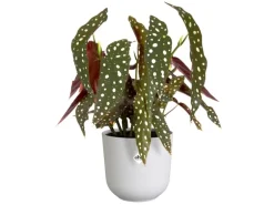 Elho Blumentopf Jazz Ø 14,2 cm x 13,1 cm Weiß Seidenglanz