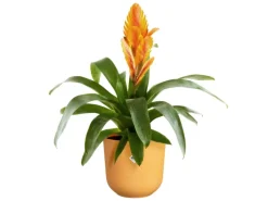 Elho Blumentopf Jazz Ø 18,9 cm x 17,6 cm Warmes Gelb