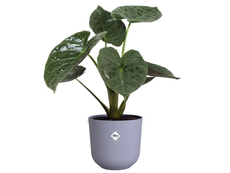 Elho Blumentopf Jazz Ø 23,1 cm x 21,5 cm Lila