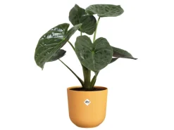 Elho Blumentopf Jazz Ø 23,1 cm x 21,5 cm Warmes Gelb