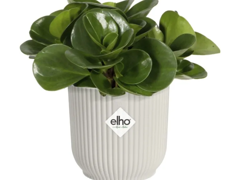 Elho Blumentopf Mini Vibes Ø11 cm Seidenweiß