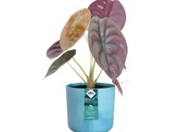 Elho Blumentopf Ocean Collection Ø 16 cm Atlantikblau