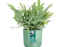 Elho Blumentopf Ocean Collection Ø 14 cm Pazifikgrün