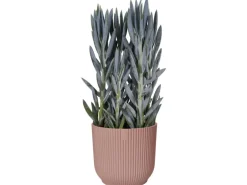 Elho Blumentopf Vibes Fold  Ø 30 cm Zartrosa