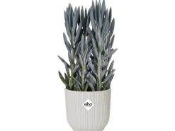 Elho Blumentopf Vibes mit Rollen Ø 34,9 cm Seidenweiß