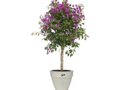 Elho Blumentopf Vibia Campana Ø 47 cm Seidenweiß