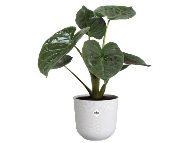 Elho Pflanzentopf Jazz 30 cm x 29,5 cm x 27 cm Weiß Seidenglanz