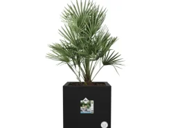 Elho Pflanztopf Vivo Next 40 cm x 40 cm x 40 cm Living Black mit Rollen