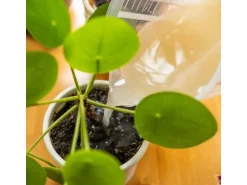 e-nema 3 Mio. SF-Nematoden gegen Trauermücken nemaplus