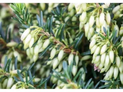 Erica Carnea Isabell Schneeheide Ca. 11x11 cm Topf