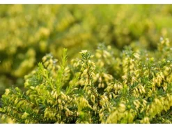 Erica Carnea Isabell Schneeheide Ca. 11x11 cm Topf