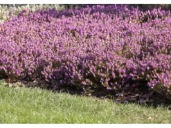 Erica Carnea Rosalie Schneeheide Ca. 11x11 cm Topf
