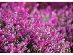 Erica Carnea Rosalie Schneeheide Ca. 11x11 cm Topf