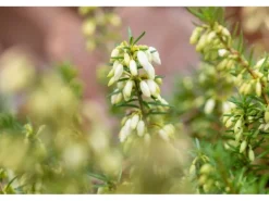 Erica Carnea Steffi Winterheide Rosa Ca. 11x11 cm Topf