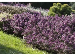 Erica Darleyensis Winterheide Rosa Ca. 11x11 cm Topf