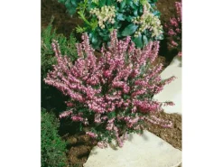 Erica Darleyensis Winterheide Rosa Ca. 11x11 cm Topf