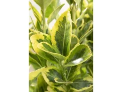 Euonymus Japonicus Microphyl.Aureovar. Gelbgrün Ca. 9x9 cm Topf