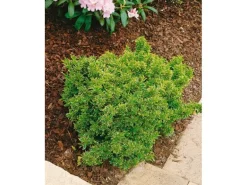 Euonymus Japonicus Microphyl.Aureovar. Gelbgrün Ca. 9x9 cm Topf