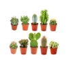 Exotenherz 10 Verschiedene Kakteen 5,5cm Topf im Set