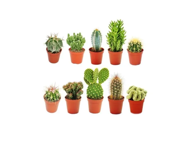 Exotenherz 10 Verschiedene Kakteen 5,5cm Topf im Set